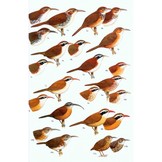 Birds of South-East Asia: Concise Edition