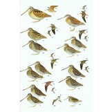 Birds of South-East Asia: Concise Edition