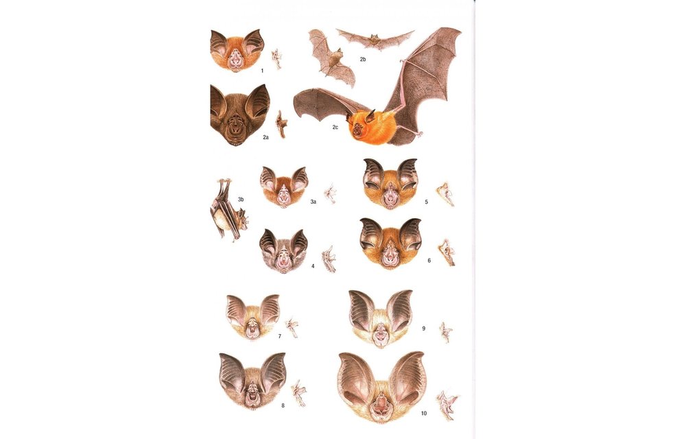 Field Guide to the Mammals of South-East Asia