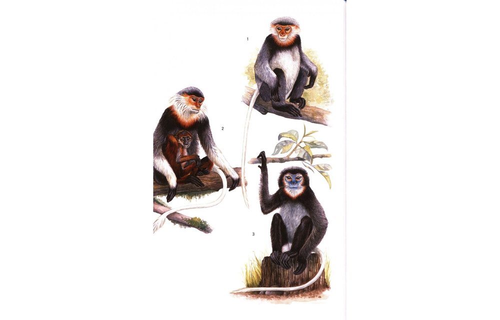 Field Guide to the Mammals of South-East Asia