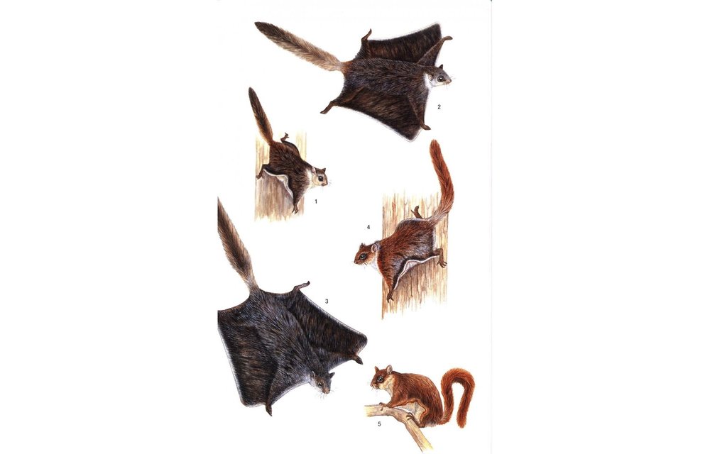 Field Guide to the Mammals of South-East Asia
