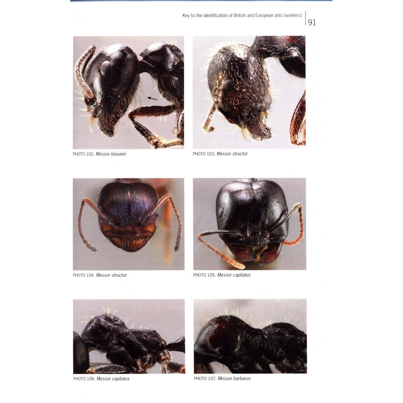 Ants of Britain and Europe: A Photographic Guide