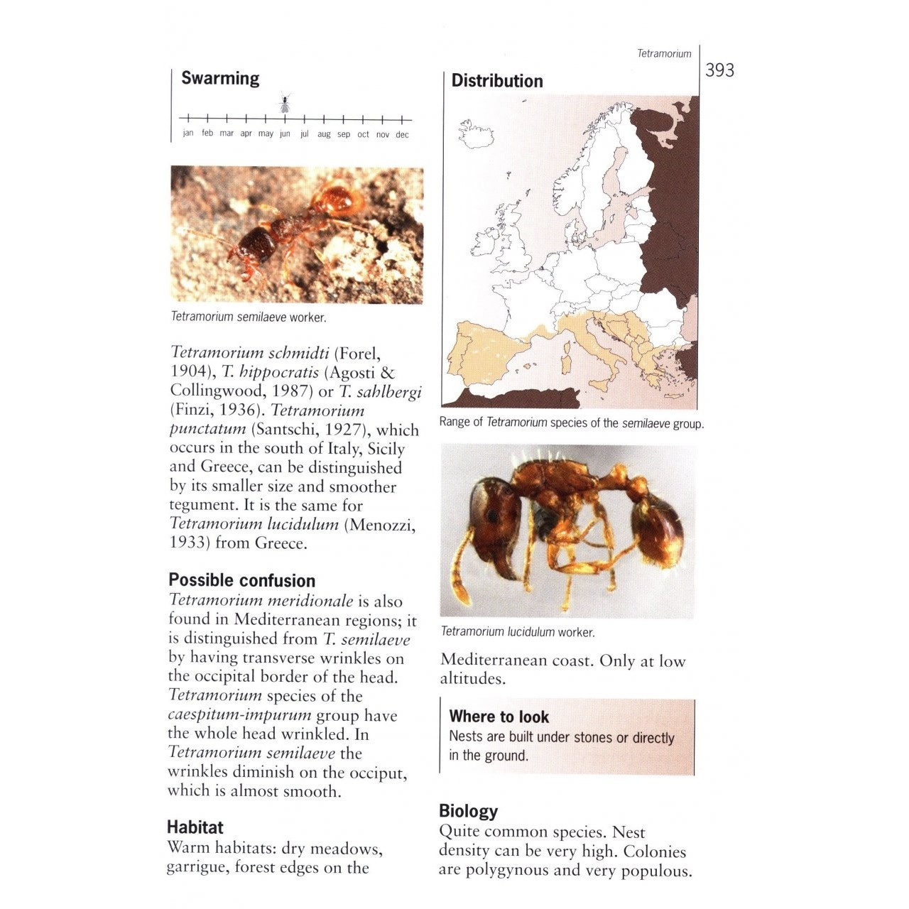 Ants of Britain and Europe: A Photographic Guide