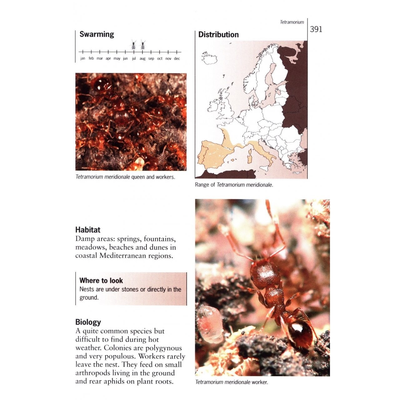 Ants of Britain and Europe: A Photographic Guide