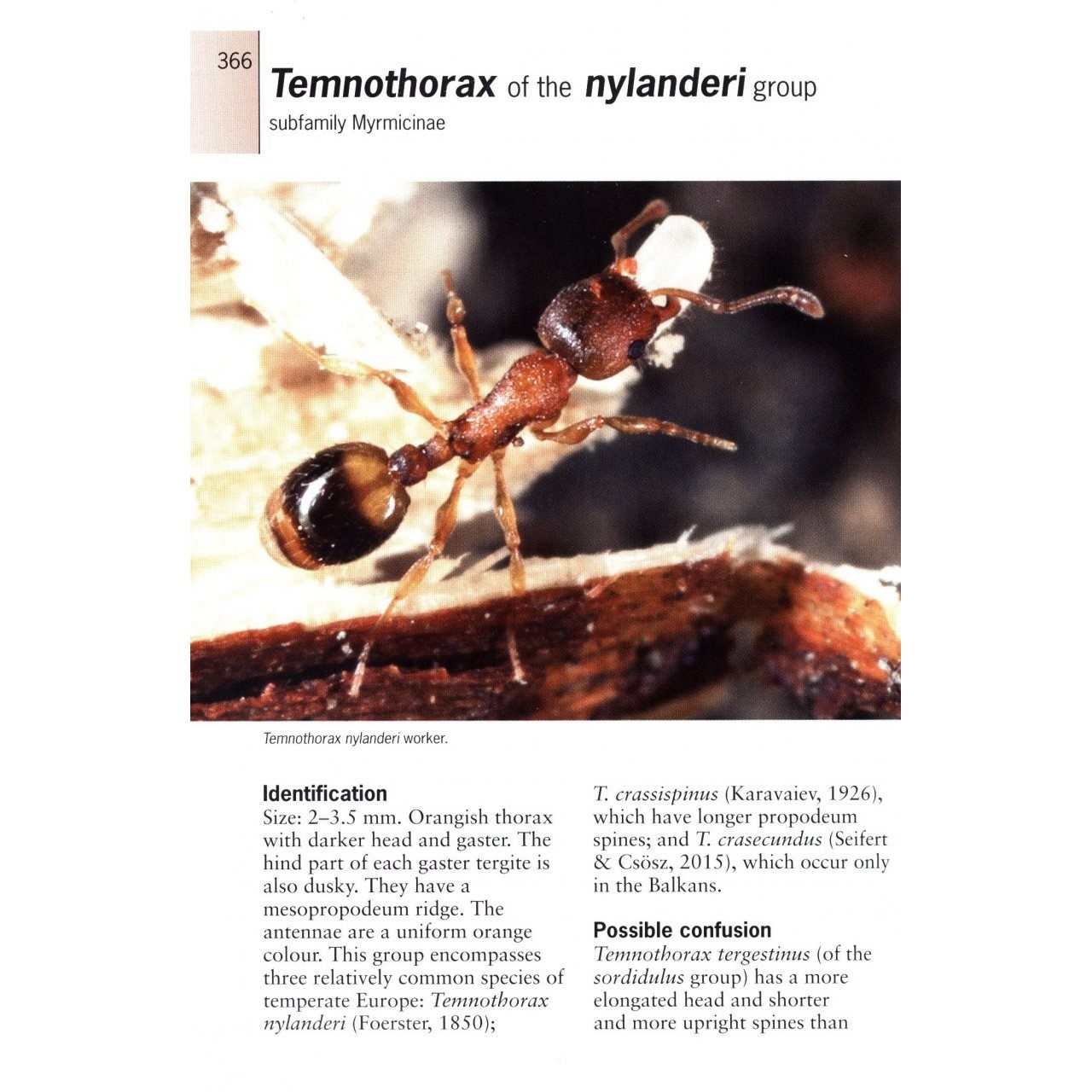 Ants of Britain and Europe: A Photographic Guide