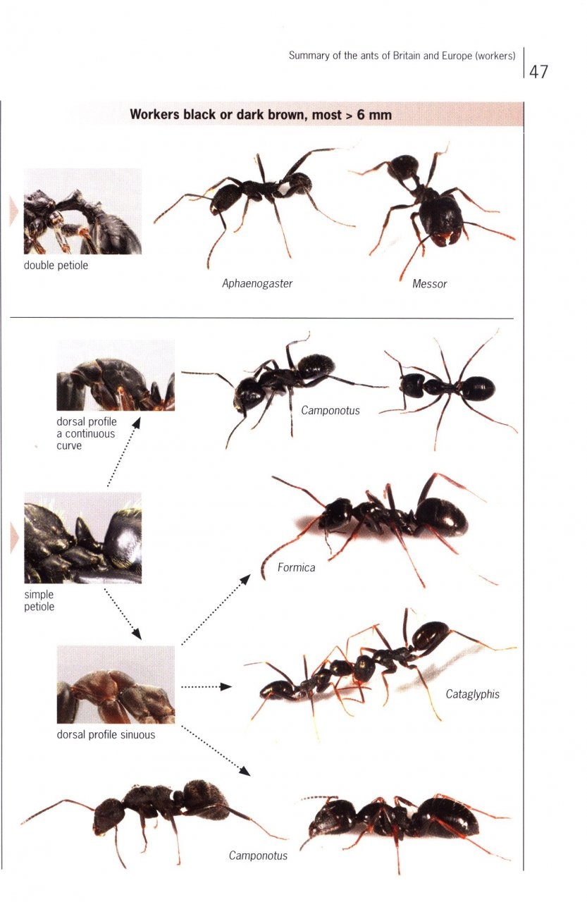 An Ant Picturebase of Asia and Europe