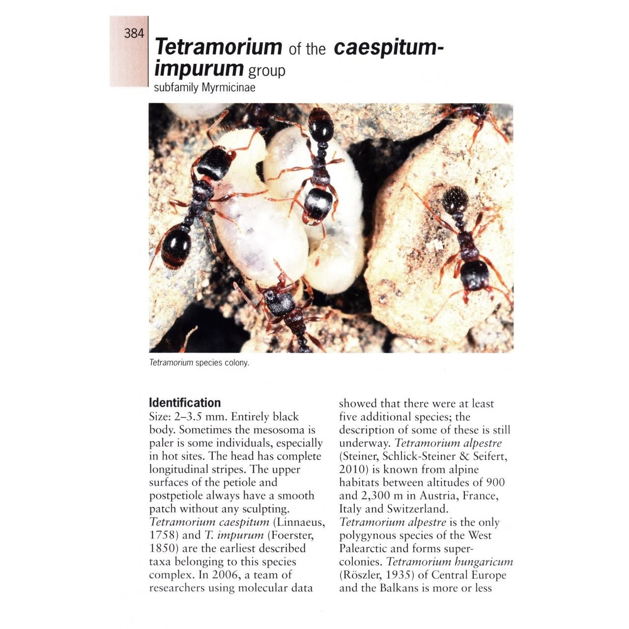 Ants of Britain and Europe: A Photographic Guide