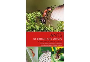 Ants of Britain and Europe