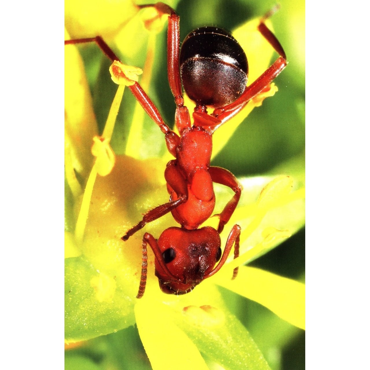 Ants of Britain and Europe: A Photographic Guide