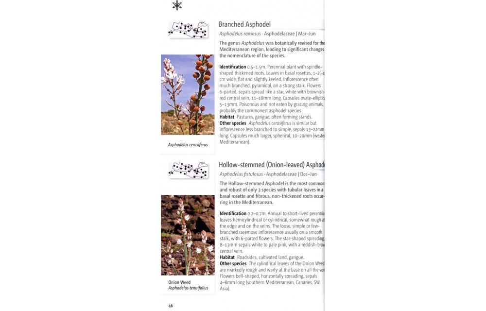 Wild Flowers of the Mediterranean
