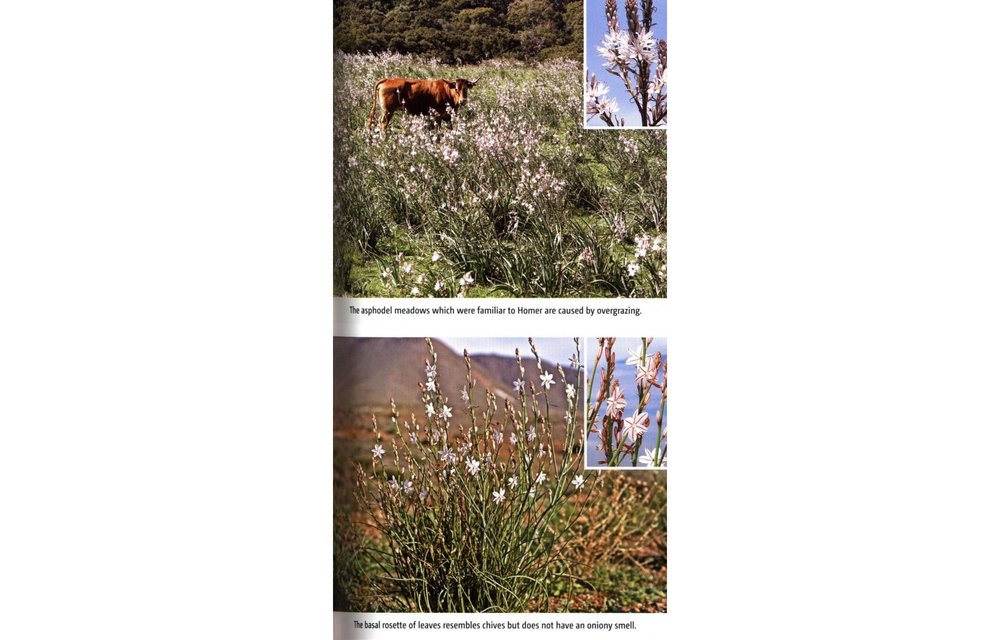 Wild Flowers of the Mediterranean