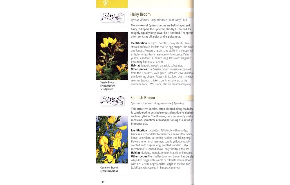 Wild Flowers of the Mediterranean
