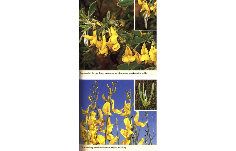 Wild Flowers of the Mediterranean