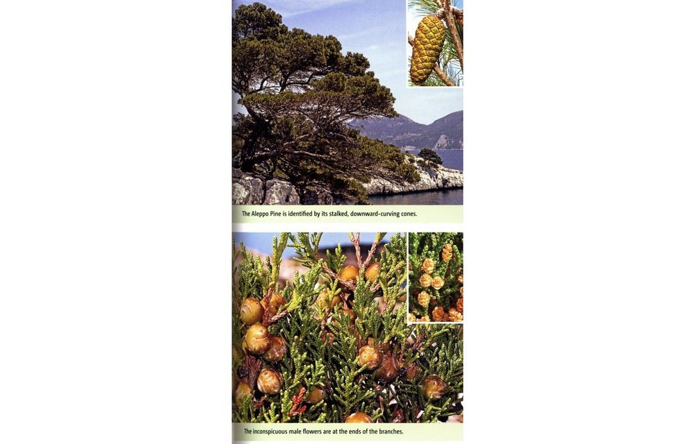 Wild Flowers of the Mediterranean