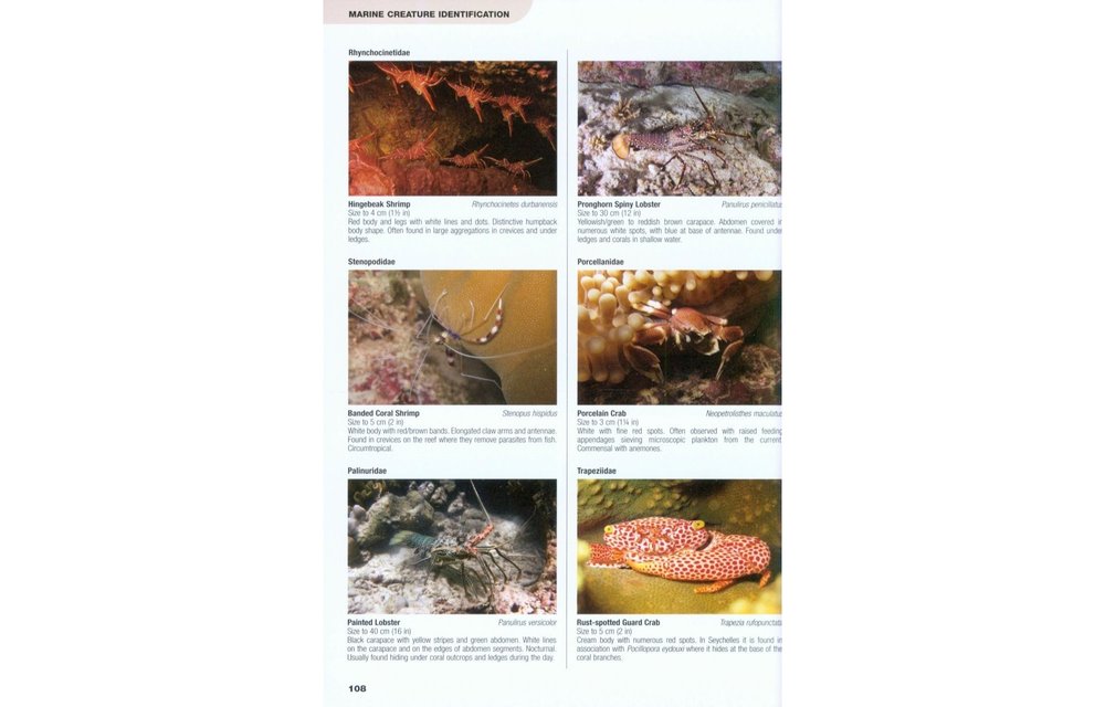 Underwater Guide to Seychelles - The best diving & snorkelling sites with ID guide to reef fishes, invertebrates, corals and megafauna