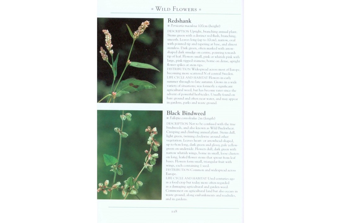 A Naturalist's Guide to the Garden Wildlife of Britain and Northern Europe