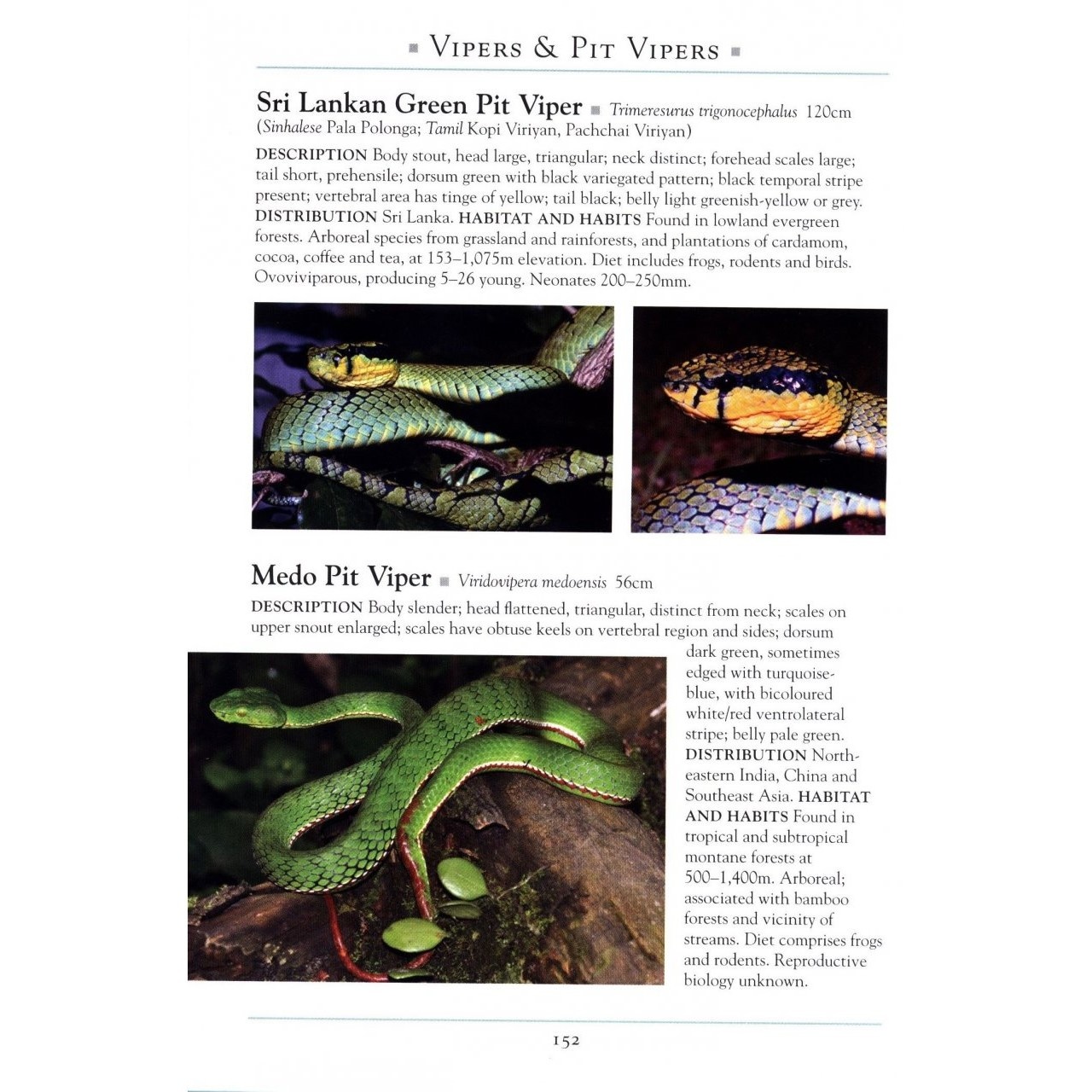 A Naturalist's Guide to the Reptiles of India - Bangladesh, Bhutan, Nepal, Pakistan and Sri Lanka