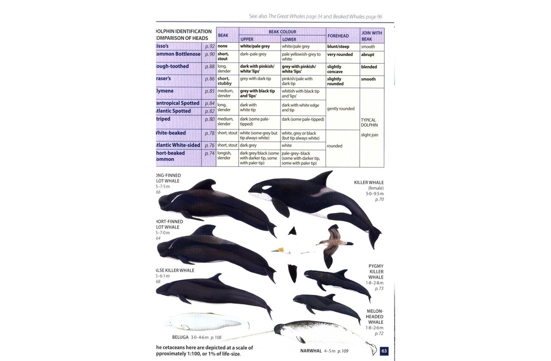 Europe's Sea Mammals Including the Azores, Madeira, the Canary Islands and Cape Verde - A Field Guide to the Whales, Dolphins, Porpoises and Seals
