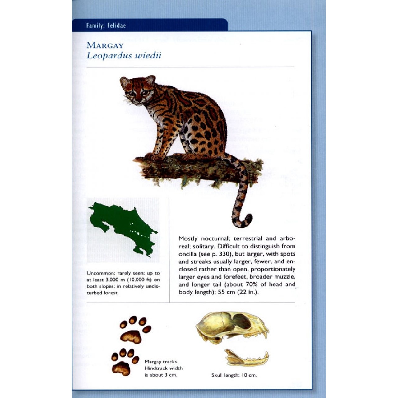 The Mammals of Costa Rica - Veldshop.nl