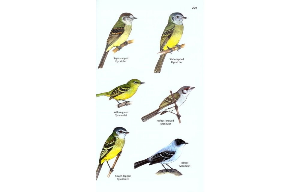 The Birds of Panama