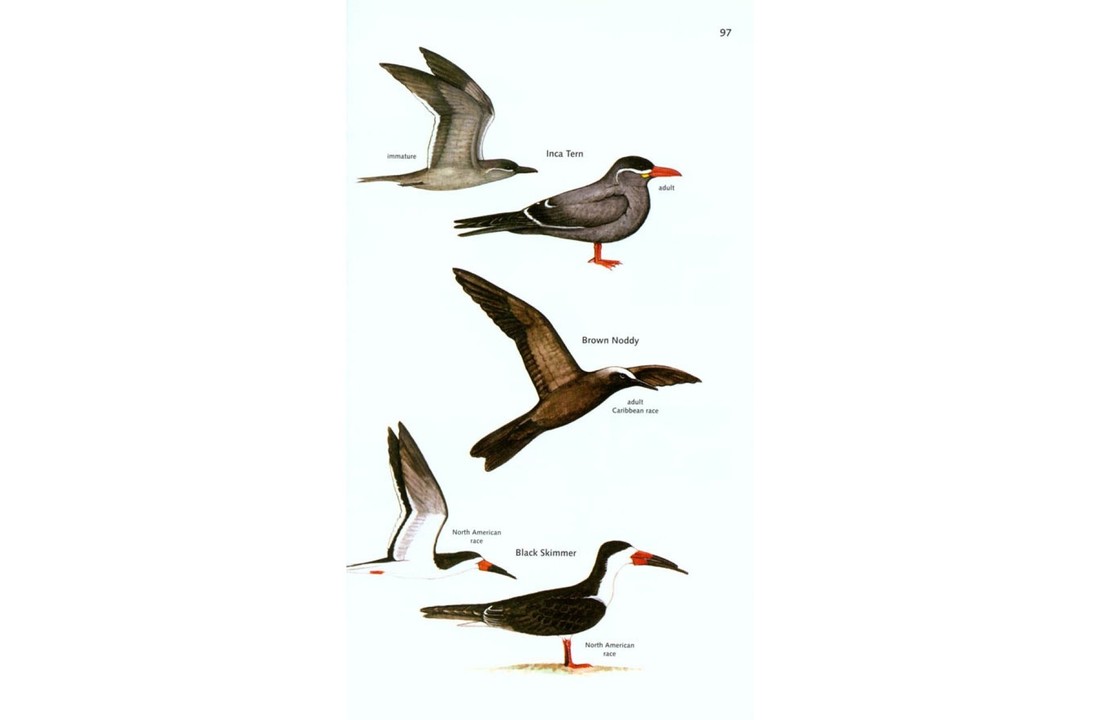 The Birds of Panama