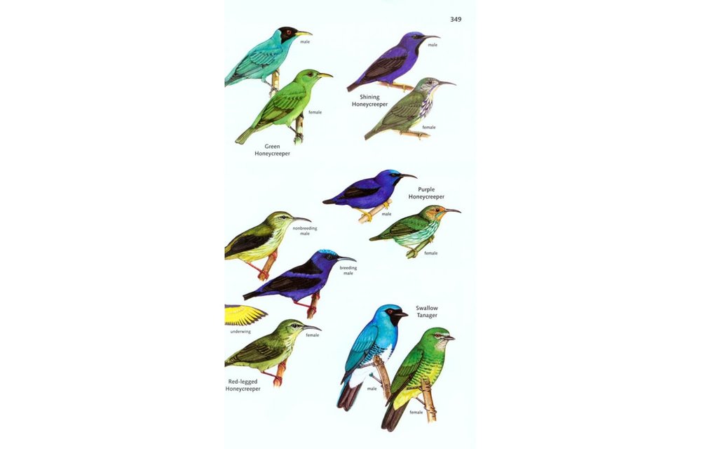 The Birds of Panama