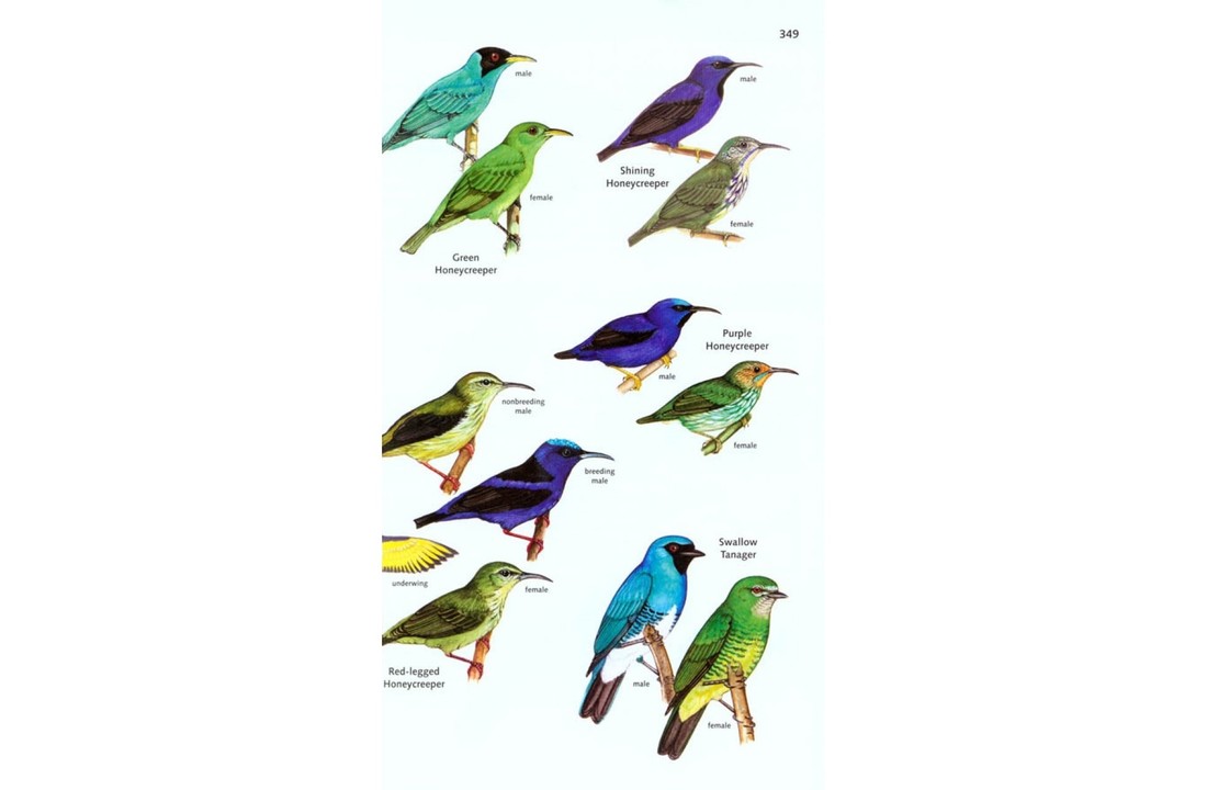 The Birds of Panama