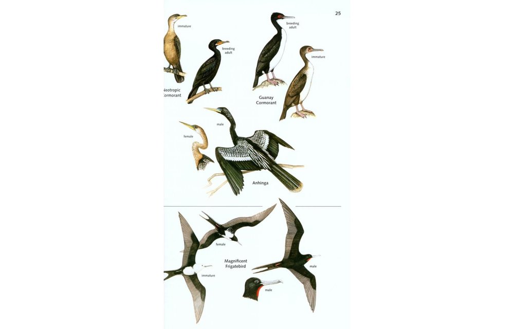 The Birds of Panama