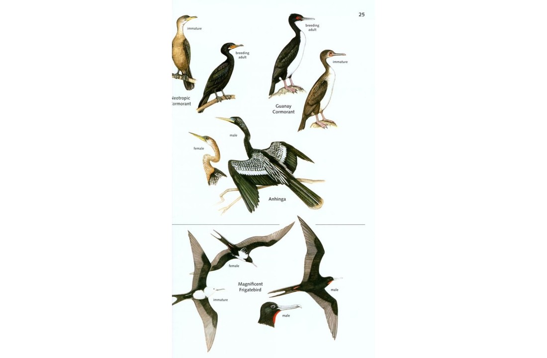 The Birds of Panama