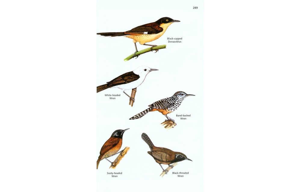 The Birds of Panama