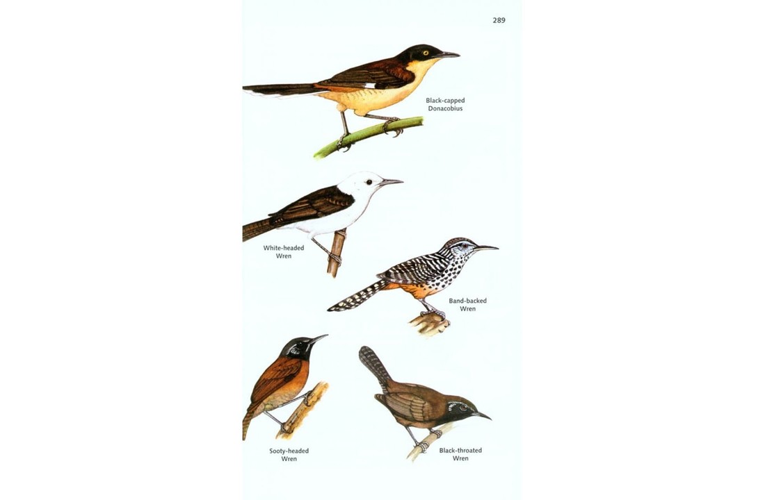 The Birds of Panama