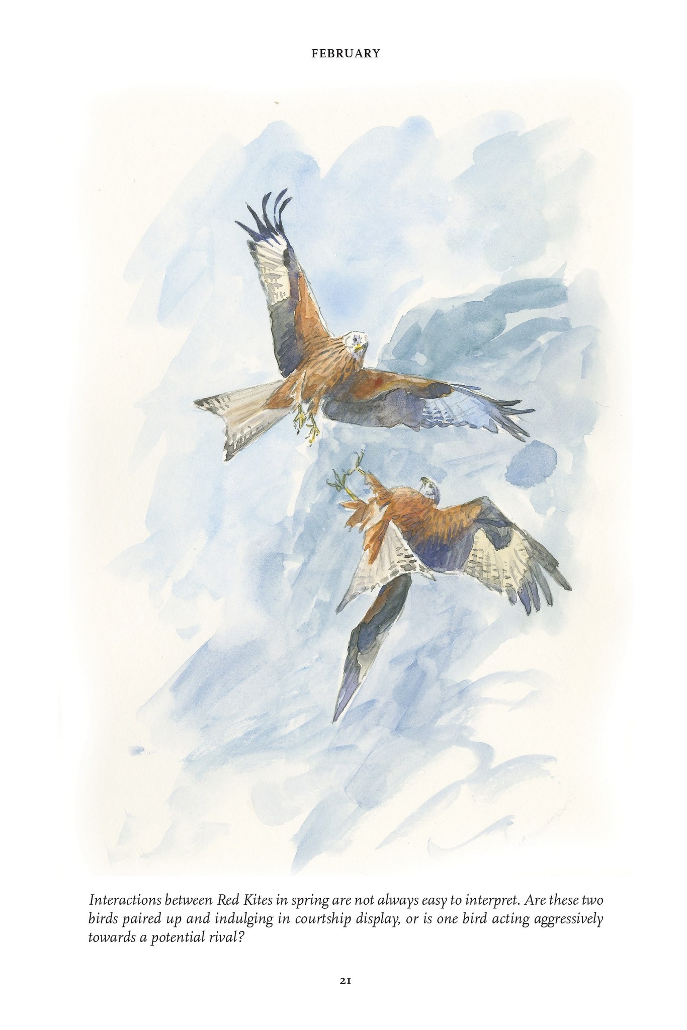 The Red Kite’s Year