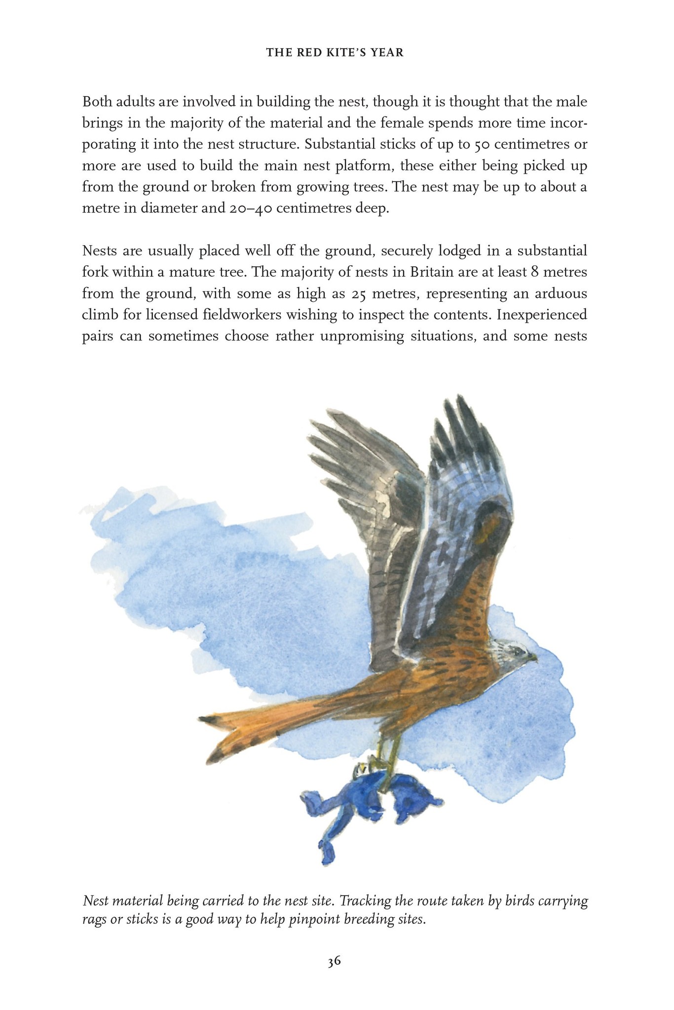 The Red Kite’s Year