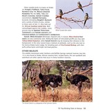 50 Top Birding Sites in Kenya