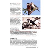 50 Top Birding Sites in Kenya