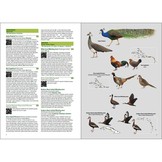 Birds of the West Indies