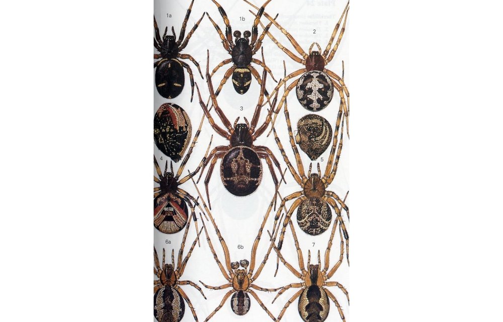 Collins Field Guide of Spiders of Britain and Northern Europe