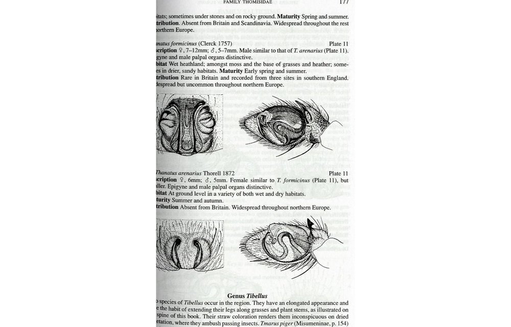 Collins Field Guide of Spiders of Britain and Northern Europe