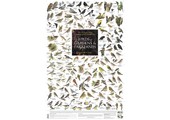 Tuin- en parkvogels Poster