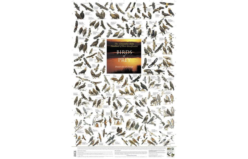 Birds of Prey Poster - British Isles & Europe