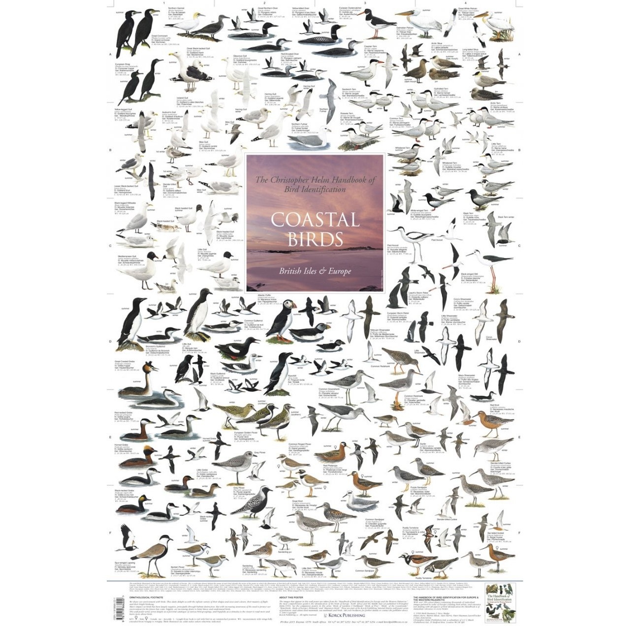 Coastal Birds Poster - British Isles & Europe