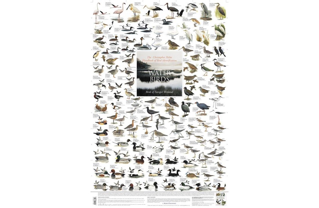 Watervogels Poster van de Europese Waterrijke gebieden