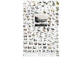 Water Birds Poster