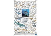 Sharks of the World, 1: Inshore Coastal Waters Poster