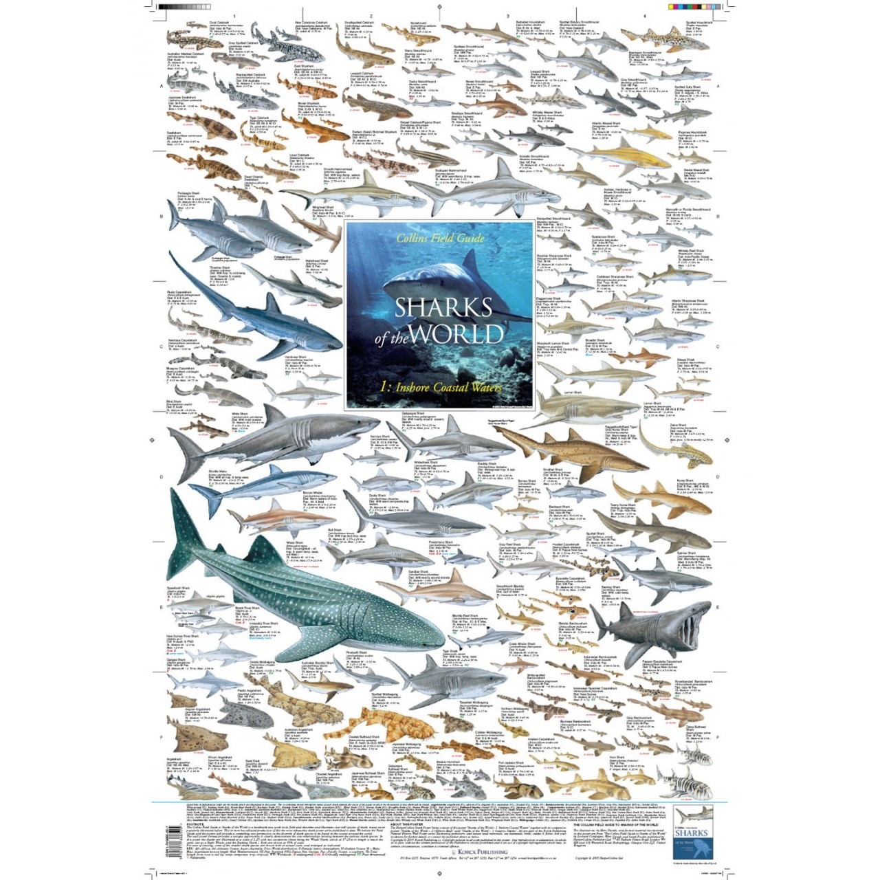 Sharks of the World, 1: Inshore Coastal Waters Poster