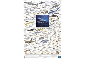 Sharks of the World, 2: Offshore Reefs Poster