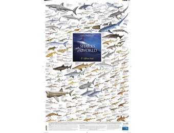 Sharks of the World, 2: Offshore Reefs Poster