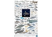 Sharks of the World, 3: Oceanic Depths Poster