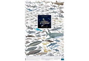 Sharks of the World, 3: Oceanic Depths Poster