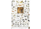 Carnivores of Africa Poster